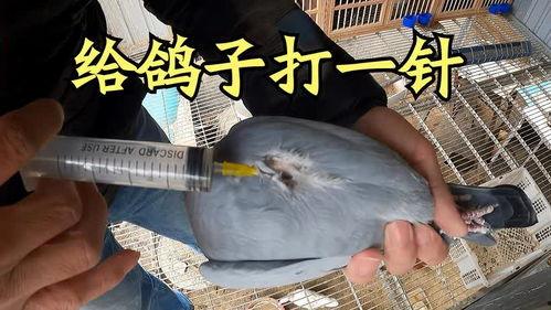 鸽子打针视频播放,兽医操作的惊心动魄一幕