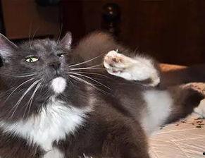 猫av图片,揭秘AV图片中的喵星人魅力