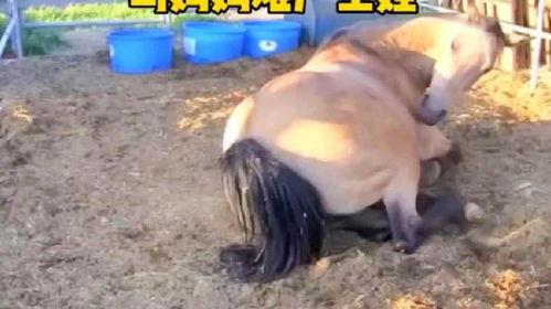 动物生产视频全部过程