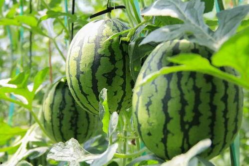 我要免费观看西瓜,开启观影新体验